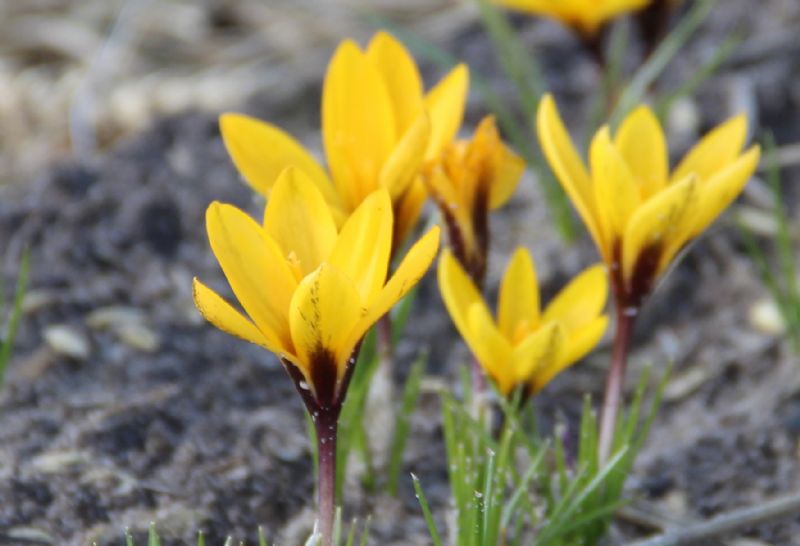 Crocus korolkowii Bergkrokus bestellen